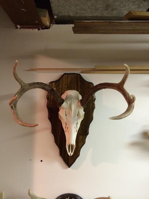 Smoke Cover Scent Success Archery Talk Forum